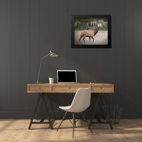 Bull Elk Black Modern Wood Framed Art Print by McFerrin, Larry