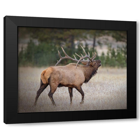 Bull Elk Black Modern Wood Framed Art Print by McFerrin, Larry