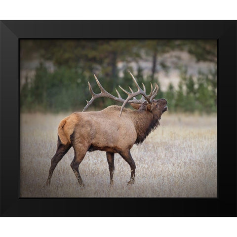 Bull Elk Black Modern Wood Framed Art Print by McFerrin, Larry