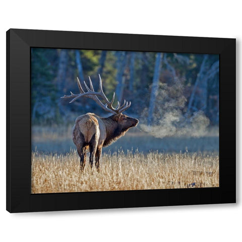 Bull elk Black Modern Wood Framed Art Print by McFerrin, Larry