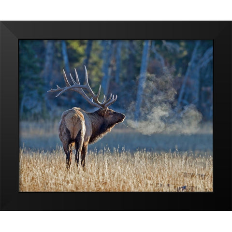 Bull elk Black Modern Wood Framed Art Print by McFerrin, Larry
