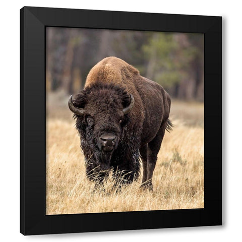 Bull Bison Black Modern Wood Framed Art Print with Double Matting by McFerrin, Larry