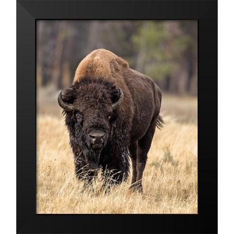 Bull Bison Black Modern Wood Framed Art Print by McFerrin, Larry