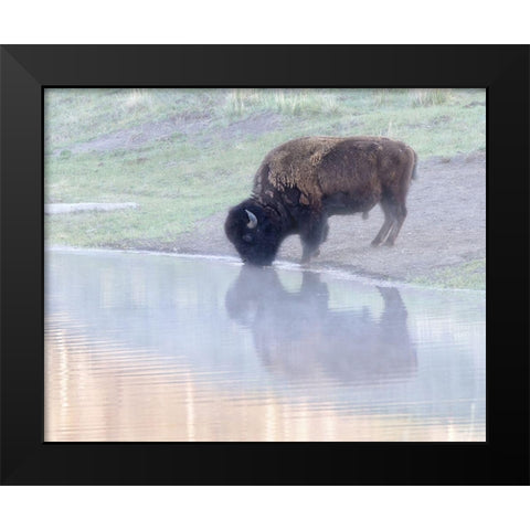 Bison Black Modern Wood Framed Art Print by McFerrin, Larry