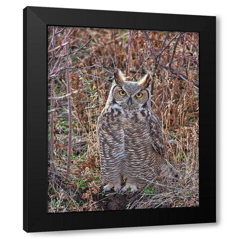 Great Horned Owl Black Modern Wood Framed Art Print with Double Matting by McFerrin, Larry