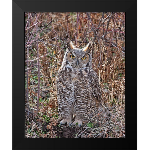 Great Horned Owl Black Modern Wood Framed Art Print by McFerrin, Larry
