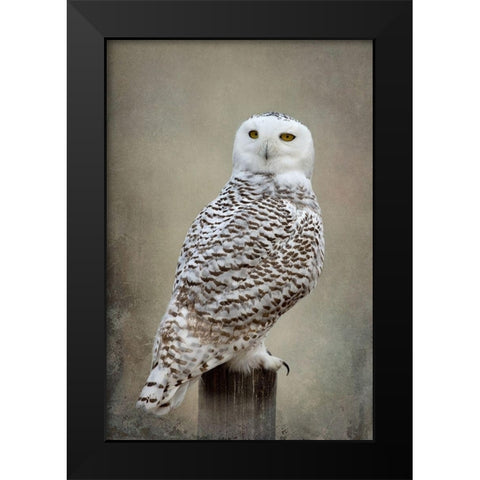 Snowy Owl Black Modern Wood Framed Art Print by McFerrin, Larry