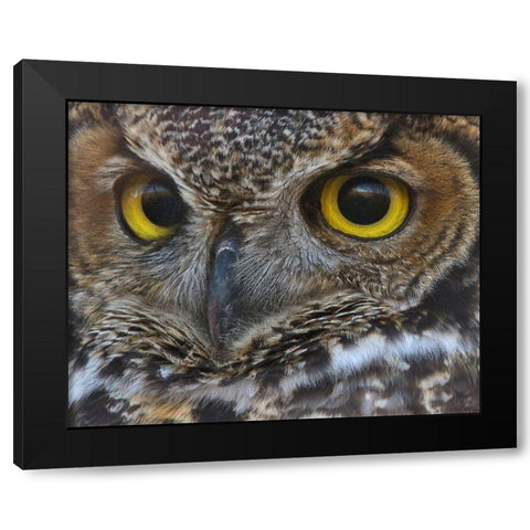 Owl Eyes Black Modern Wood Framed Art Print by McFerrin, Larry