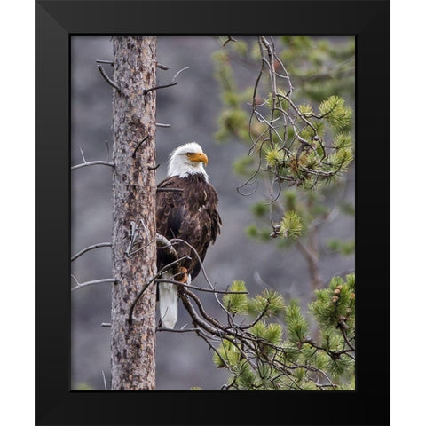 Bald Eagle Black Modern Wood Framed Art Print by McFerrin, Larry