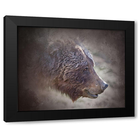 Grizzly Bear Boar Black Modern Wood Framed Art Print with Double Matting by McFerrin, Larry