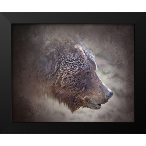 Grizzly Bear Boar Black Modern Wood Framed Art Print by McFerrin, Larry