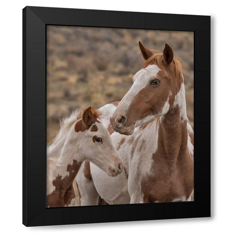Gypsy and Sentinel - S Steens Wild Mustangs Black Modern Wood Framed Art Print with Double Matting by McFerrin, Larry