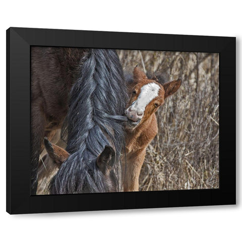 Ochoco Wild Foal - Big Summit HMA Black Modern Wood Framed Art Print by McFerrin, Larry