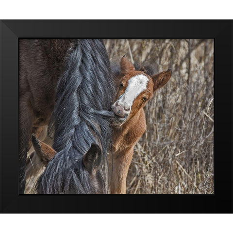 Ochoco Wild Foal - Big Summit HMA Black Modern Wood Framed Art Print by McFerrin, Larry