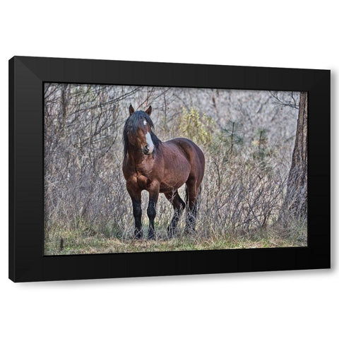 Ochoco Wild Stallion - Big Summit Black Modern Wood Framed Art Print with Double Matting by McFerrin, Larry