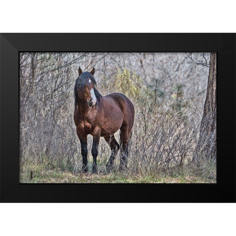 Ochoco Wild Stallion - Big Summit Black Modern Wood Framed Art Print by McFerrin, Larry