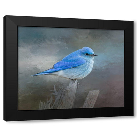 Mountain Bluebird Black Modern Wood Framed Art Print by McFerrin, Larry