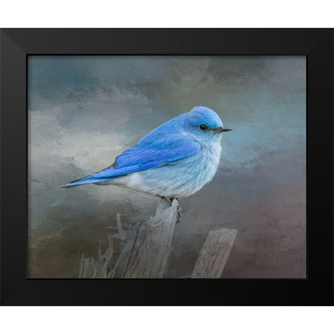 Mountain Bluebird Black Modern Wood Framed Art Print by McFerrin, Larry