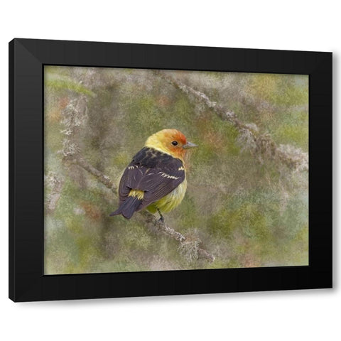 Western Tanager Black Modern Wood Framed Art Print by McFerrin, Larry