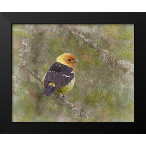 Western Tanager Black Modern Wood Framed Art Print by McFerrin, Larry