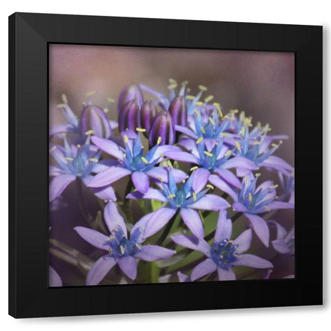 Hyacine Black Modern Wood Framed Art Print by McFerrin, Larry
