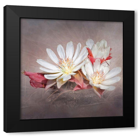 Bitterrott Black Modern Wood Framed Art Print with Double Matting by McFerrin, Larry