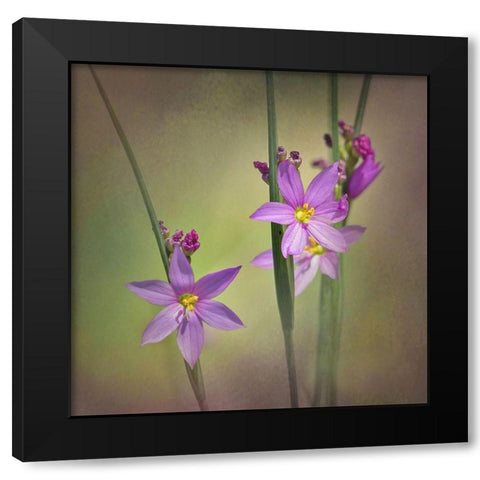 Blue-Eyed Grass Ochoco Black Modern Wood Framed Art Print with Double Matting by McFerrin, Larry