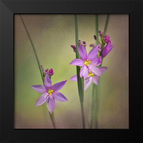 Blue-Eyed Grass Ochoco Black Modern Wood Framed Art Print by McFerrin, Larry