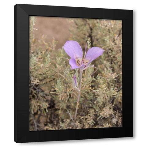 Mariposa Lily Black Modern Wood Framed Art Print with Double Matting by McFerrin, Larry