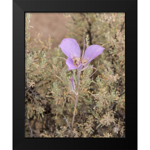 Mariposa Lily Black Modern Wood Framed Art Print by McFerrin, Larry