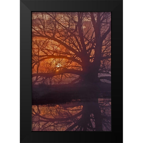 Foggy Sunrise Black Modern Wood Framed Art Print by McFerrin, Larry