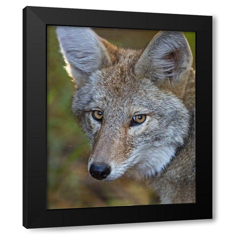 Coyote Black Modern Wood Framed Art Print with Double Matting by McFerrin, Larry