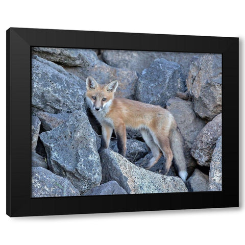Red Fox Kit I Black Modern Wood Framed Art Print with Double Matting by McFerrin, Larry