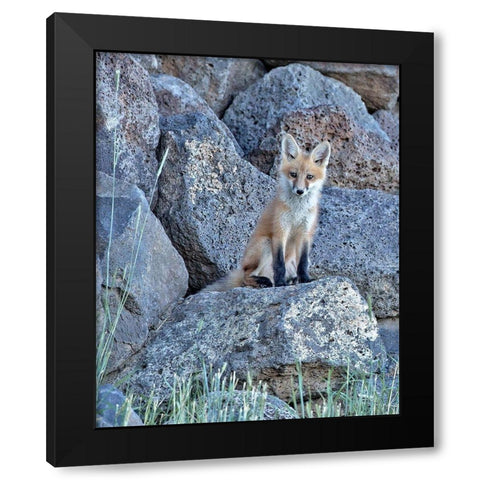Red Fox Kit II Black Modern Wood Framed Art Print with Double Matting by McFerrin, Larry