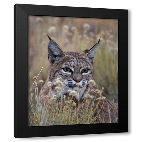 Bobcat Black Modern Wood Framed Art Print with Double Matting by McFerrin, Larry