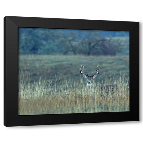 Montana Whitetail Buck Black Modern Wood Framed Art Print by McFerrin, Larry