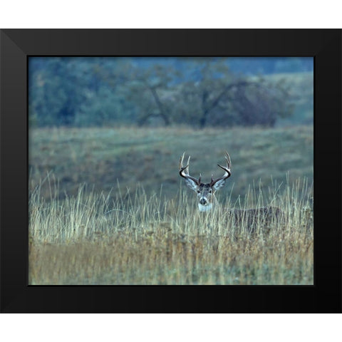 Montana Whitetail Buck Black Modern Wood Framed Art Print by McFerrin, Larry