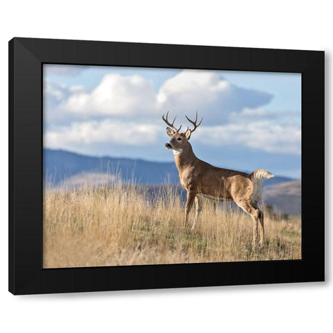 Montana Whitetail Buck II Black Modern Wood Framed Art Print by McFerrin, Larry