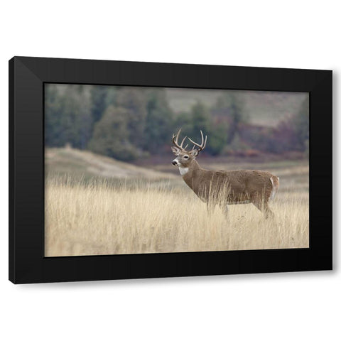 Montana Whitetail Buck III Black Modern Wood Framed Art Print by McFerrin, Larry