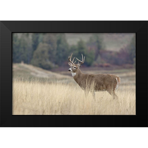 Montana Whitetail Buck III Black Modern Wood Framed Art Print by McFerrin, Larry