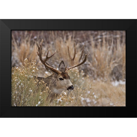 Mule Deer Buck Black Modern Wood Framed Art Print by McFerrin, Larry