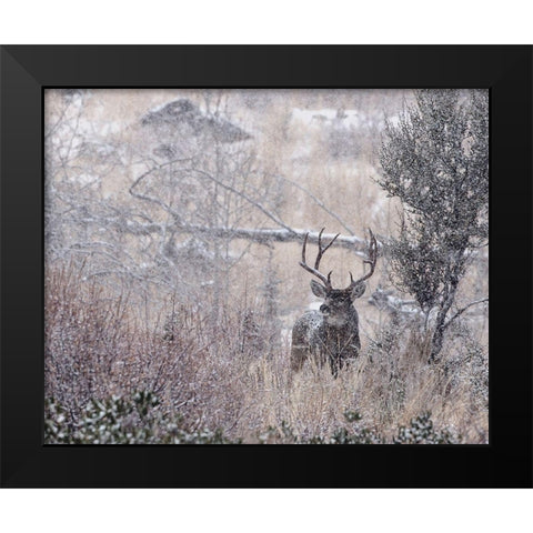 Mule Deer Buck - Steens Mountain Black Modern Wood Framed Art Print by McFerrin, Larry