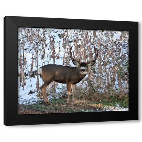Mule Deer Buck Black Modern Wood Framed Art Print with Double Matting by McFerrin, Larry