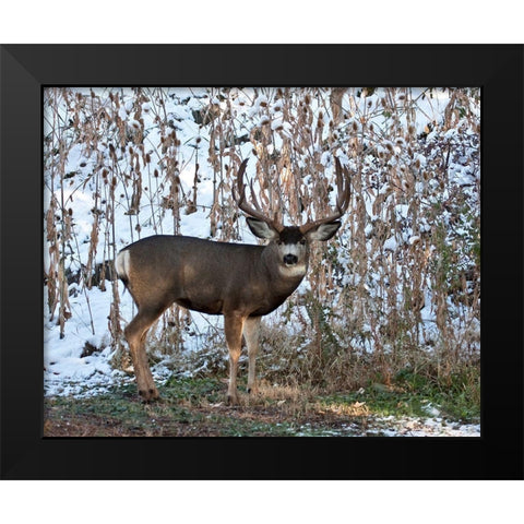 Mule Deer Buck Black Modern Wood Framed Art Print by McFerrin, Larry