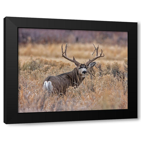 Mule Deer Buck II Black Modern Wood Framed Art Print by McFerrin, Larry
