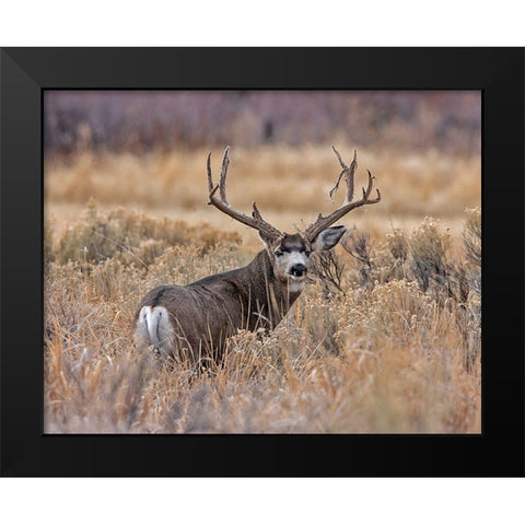 Mule Deer Buck II Black Modern Wood Framed Art Print by McFerrin, Larry