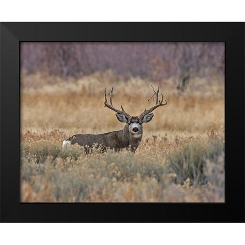 Mule Deer Buck III Black Modern Wood Framed Art Print by McFerrin, Larry