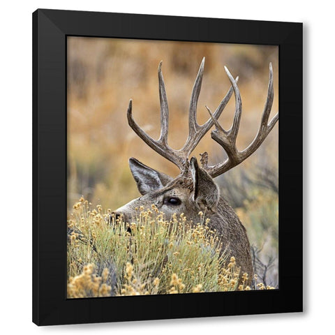 Mule Deer Buck IV Black Modern Wood Framed Art Print with Double Matting by McFerrin, Larry