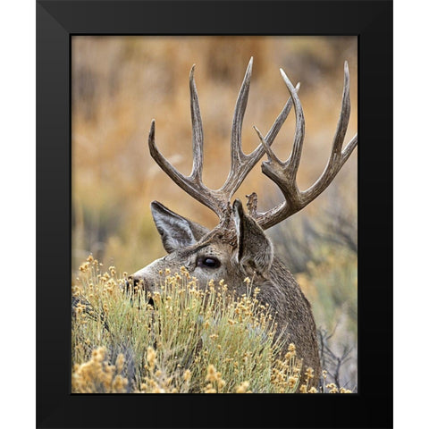 Mule Deer Buck IV Black Modern Wood Framed Art Print by McFerrin, Larry
