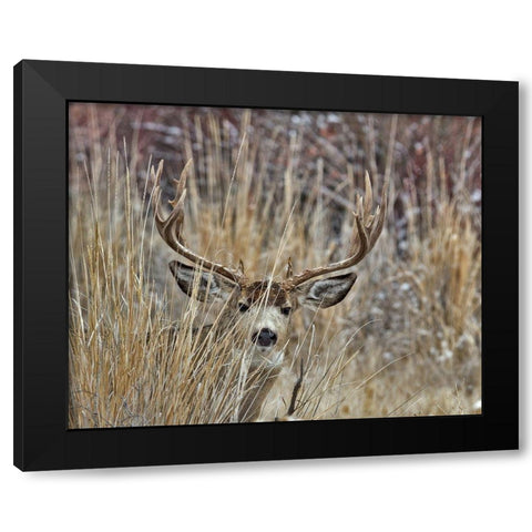 Muley - Malheur II Black Modern Wood Framed Art Print by McFerrin, Larry
